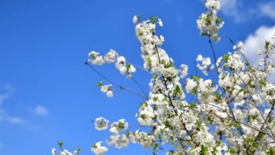 İlk cemre ne zaman düşecek sorusu gündemde. Cemrelerin havaya, suya