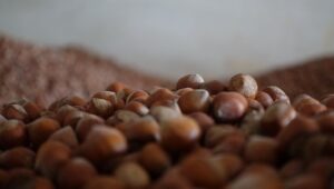 Fındık fiyatları normal seyirden izliyor. Tüccarlarda 17 liraya kadar yükselen